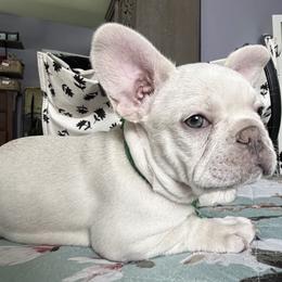 Boy 3 - male French Bulldog puppy in East Greenwich, Rhode Island from DaSilvas Estrella AKC