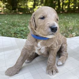 Goldendoodles from Pippa’s Pups