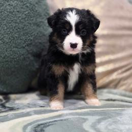 Maple - Red tri female Miniature Australian Shepherd puppy in Killen, Alabama from Wilkers Wholehearted Mini Aussies