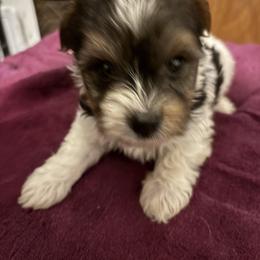 Meet Taz - Parti male Yorkshire Terrier puppy in Brandenburg, Kentucky from Lil Amazing Paws Yorkshire Terriers