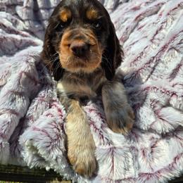 Aspen - Liver and white female English Springer Spaniel puppy in Hephzibah, Georgia from Sidel's Springers