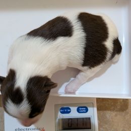 Pongo - Parti male Yorkshire Terrier puppy in Gatesville, Texas from KontryKritterz Yorkies