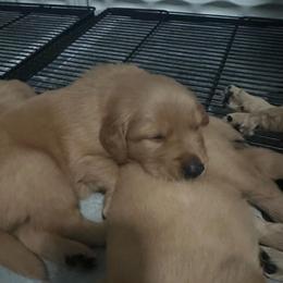Teal Collar - Golden male Golden Retriever puppy in Tulsa, Oklahoma from Triple J Goldens, LLC