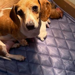 Missy Cooper - Dachshund