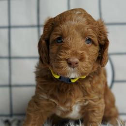 Simba - Red male Australian Labradoodle puppy in Fontana, California from Glory Labradoodle’s