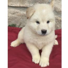 Tidal Wave - White male Alaskan Malamute puppy in Easton, Maryland from Stars Howl-O Kennels by FurEver Friends Inc