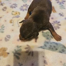 Boy 2 - Chocolate and tan male Miniature Pinscher puppy in Becker, Minnesota from Marquart Minpins