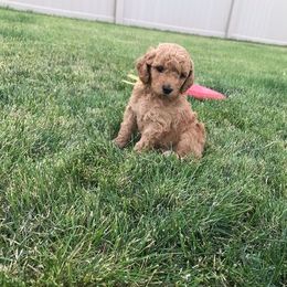 Poodle Puppies from Sheila Knutson
