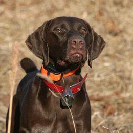 Ash - German Shorthaired Pointer