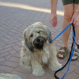 Tibetan Terriers from Welcome to Legacy Tibetan Terriers
