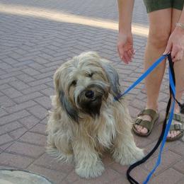 Tibetan Terriers from Welcome to Legacy Tibetan Terriers