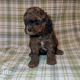 Iris - Brown and tan female Cockapoo puppy in Sunset, Louisiana from Cano Cockapoos