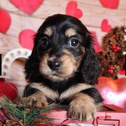 Starburst - Black and cream female Dachshund puppy in Floresville, Texas from Muddy River Dachshunds