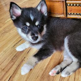 Pomskies from 406 Pomskies