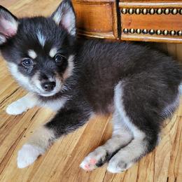 Pomskies from 406 Pomskies