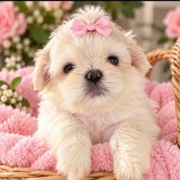 Lilly - White female Shih Tzu puppy in Covington, Georgia from Top Hats 2  Shih Tzu’s