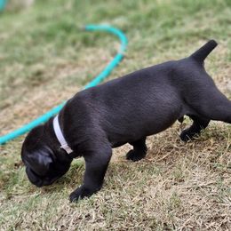 Cane Corso Puppies from Rosalez Kennel