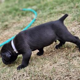 Cane Corso Puppies from Rosalez Kennel