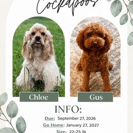 Cockapoo puppies from Fresh Mojo Paws