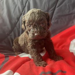 Felix - Brown male Cockapoo puppy in Mayville, Michigan from Kathy Maize