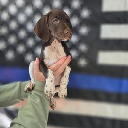 Unity - Liver and white female German Shorthaired Pointer puppy in Banning, California from ⭐🦆 So Cal on Point GSP'S🇺🇲🇩🇪 lg