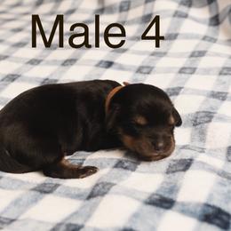 Male 4 - Black and tan male Dachshund puppy in Winton, North Carolina from Parker’s all American Doxies