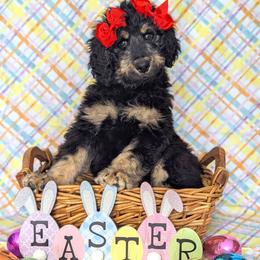 Nola - Phantom female Bernedoodle puppy in Yale, Michigan from Angie's Goldendoodles/Angies doodles LLC