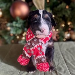 Bagel - Tri-color male Bernedoodle puppy in Royse City, Texas from Platinum Bernedoodles of Texas