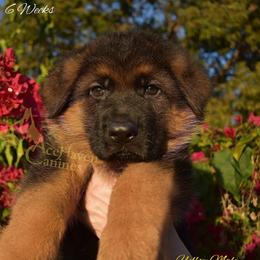 Yellow Collar - Black and red male German Shepherd puppy in Orlando, Florida from AceHaven Canines