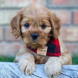 Stetson - Red male Cavapoo puppy in Murray, Utah from Good Looking Dogs