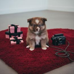 Titus - Chocolate male Pomsky puppy in Bucyrus, Missouri from Hill Top Pomskies