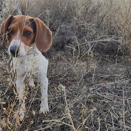 Snoopy - Beagle