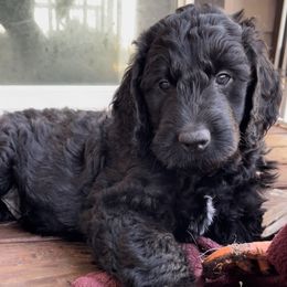 Orange - Black Goldendoodle puppy in Spokane, Washington from A1Doodles