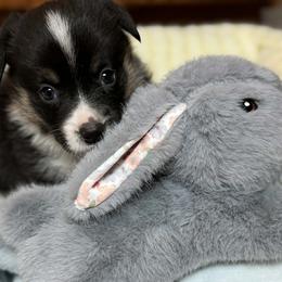 Mason - Black and tan male American Corgi puppy in Nortonville, Kansas from Low Riders Corgis & Mini Aussies