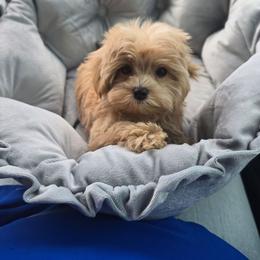 Nathan - Apricot male Maltipoo puppy in Washington from Mt.BakerPoodles&Doodles