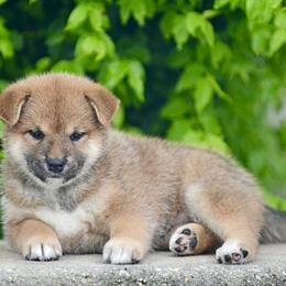 Pomeranian and Shiba Inu Puppies from Bright Ray