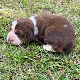 Girl 1 - Red and white female English Springer Spaniel puppy in Bonifay, Florida from Sherrouse English Springer Spaniels