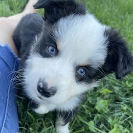 Companion Crosses, Miniature Australian Shepherds, and Toy Australian Shepherds from Brickell Farms