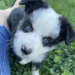 Companion Crosses, Miniature Australian Shepherds, and Toy Australian Shepherds from Brickell Farms