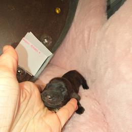 Mystic eclipse - Brindle female Dachshund puppy in Bristol, Tennessee from It's Mini Wieners Baby