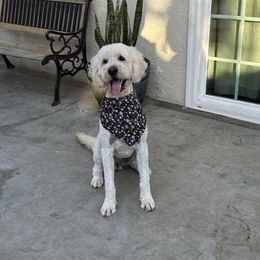 Simba - Goldendoodle