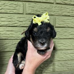 Lemon - Tri-color female Bernedoodle puppy in Carmichaels, Pennsylvania from JensenBelle Doodles