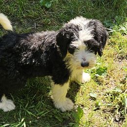 Banner-born on Memorial Day - Black and white male Sheepadoodle puppy in Falls Creek, Pennsylvania from By Well Kennels