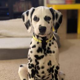 Dalmatian Puppies from Calvary's Dalmatians