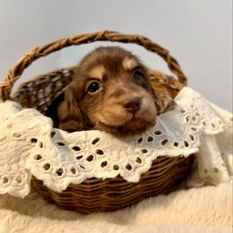 River - Chocolate and cream male Dachshund puppy in Red Bluff, California from Down The Hill Potterdale