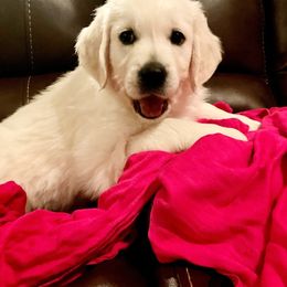 Golden Retriever Puppies from Kansas Prairie Pups