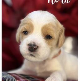 Nora - Apricot female Australian Labradoodle puppy in Gladstone, Oregon from Beaver State Labradoodles