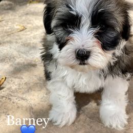 Havanese Puppies from Havan Sent Havanese