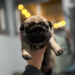 Banana Cakes - Fawn female Pug puppy in Grants Pass, Oregon from Malta Pugs