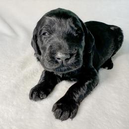 Bishop - Black male Goldendoodle puppy in Osage City, Kansas from Golden Ridge Goldens